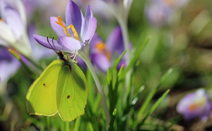 Schmetterling und Krokus