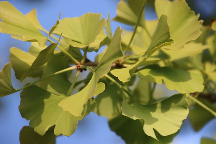 Ginkgo