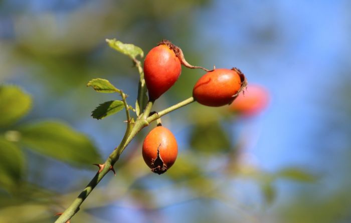 Hagebutten