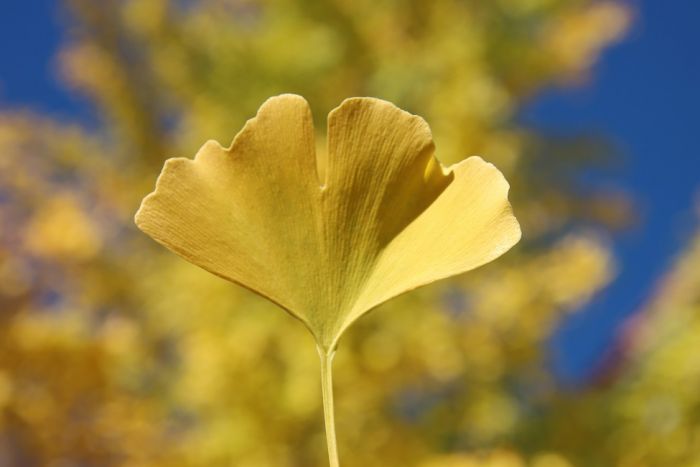 Ginkgo