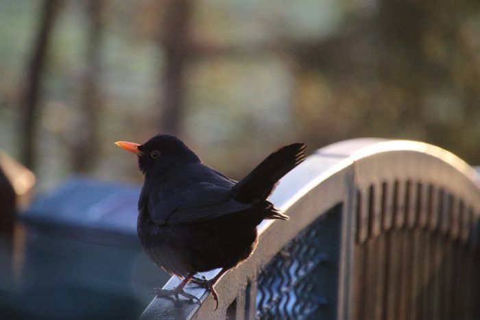 Amsel