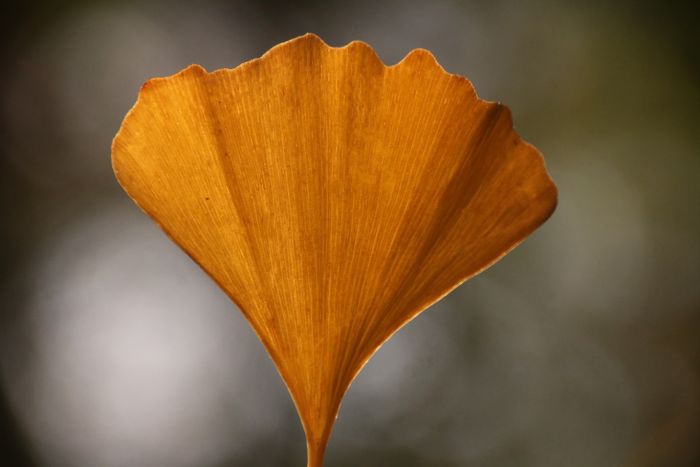 Ginkgo