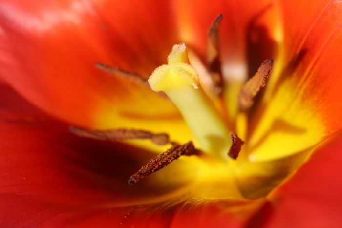 Tulpe