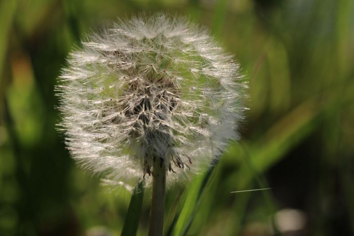 Pusteblume