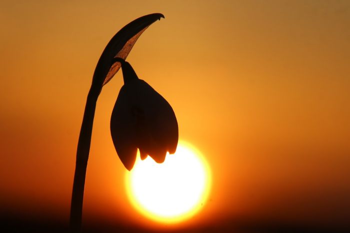 Schneeglï¿½ckchen