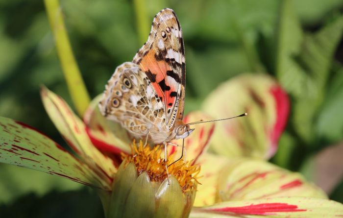 Schmetterling