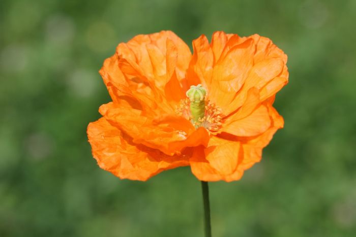Mohn