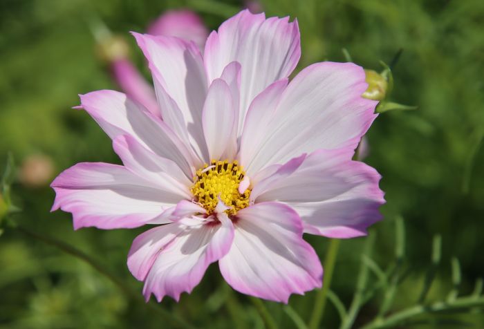 Cosmea