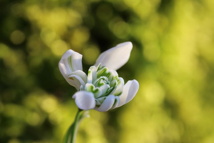 Schneeglöckchen
