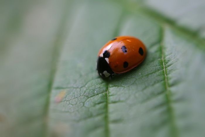 Marienkäfer
