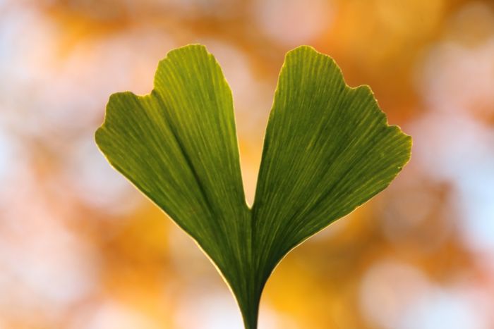 Ginkgo