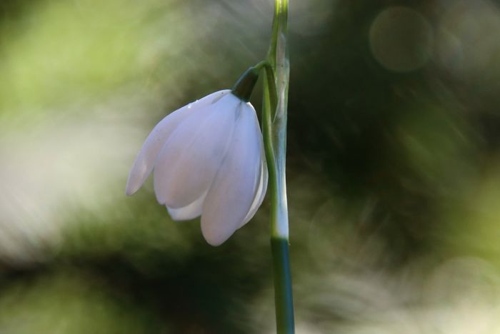 Schneeglöckchen