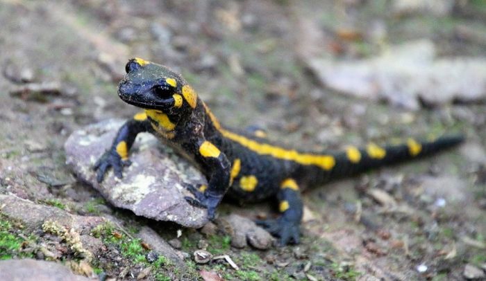 Waldbegegnung, seit langer Zeit wieder begegnet