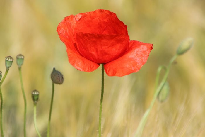Mohn
