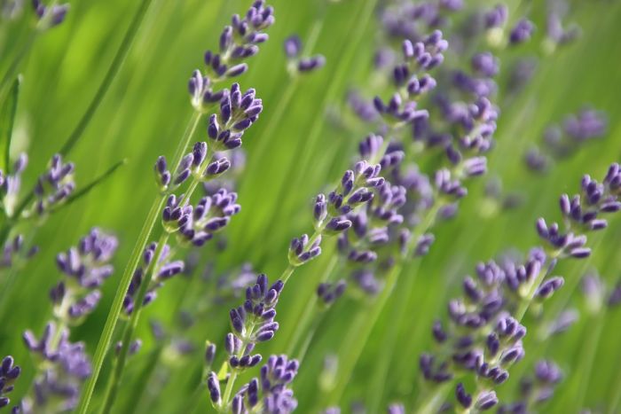 Lavendel