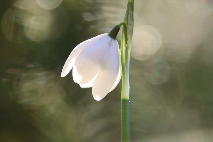 Schneeglöckchen