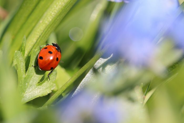 Marienkäfer