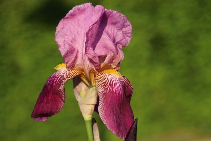 Iris