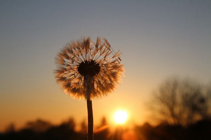 Pusteblume