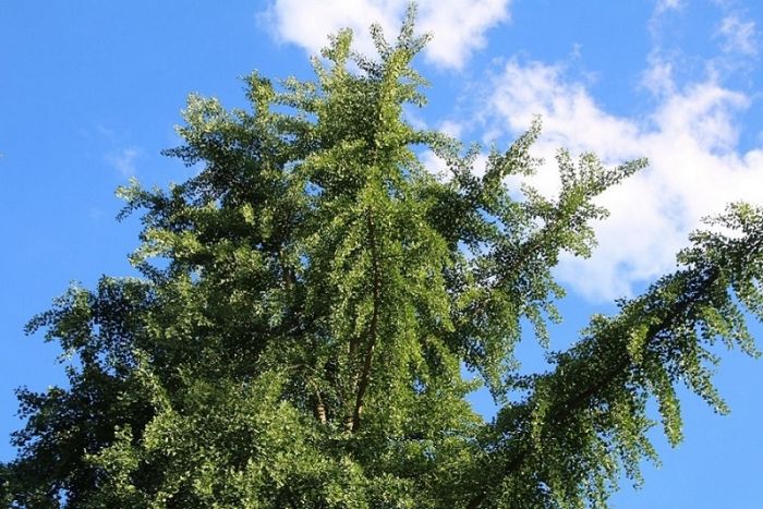 Ginkgobaum
