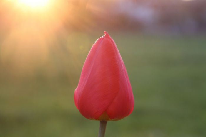 Tulpe