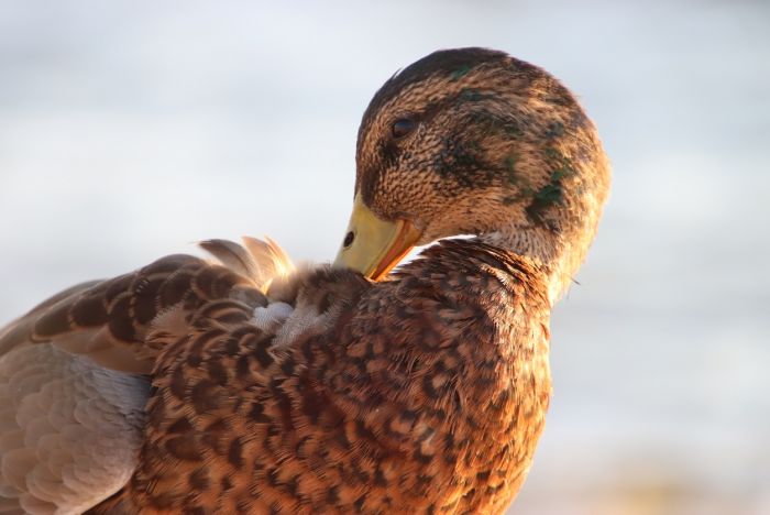 Ente am See, sie putzt sich ihr Gefieder und entspannt sich