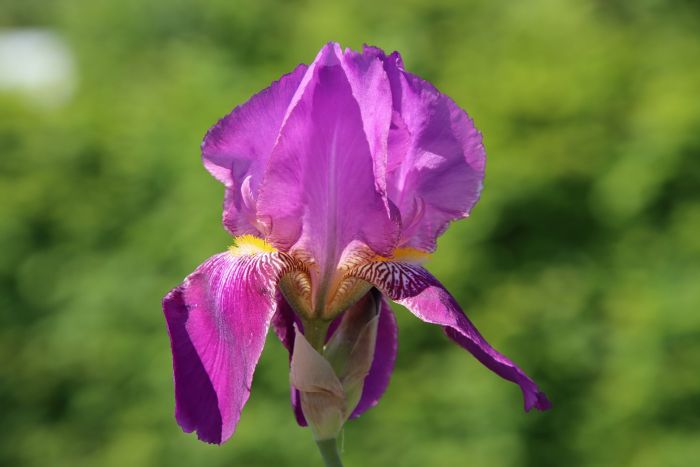 Iris
