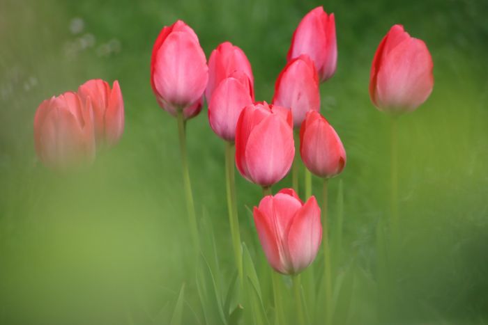 Tulpen