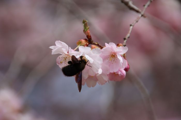 Blaue Holzbiene und Blüten