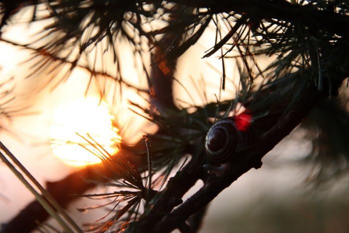 Schnecke bei Sonnenaufgang