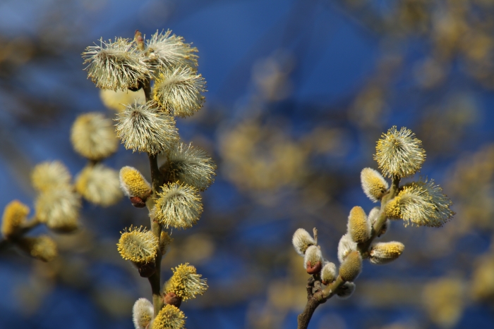 Weidenkätzchen