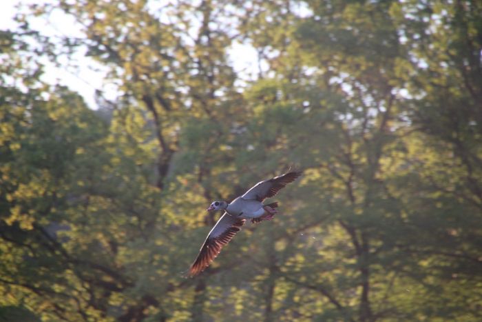 Ankunft am  See ,Nilgans