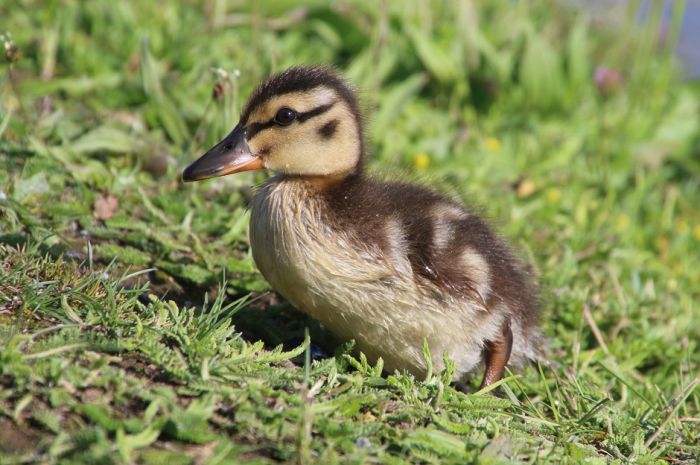 Entenküken