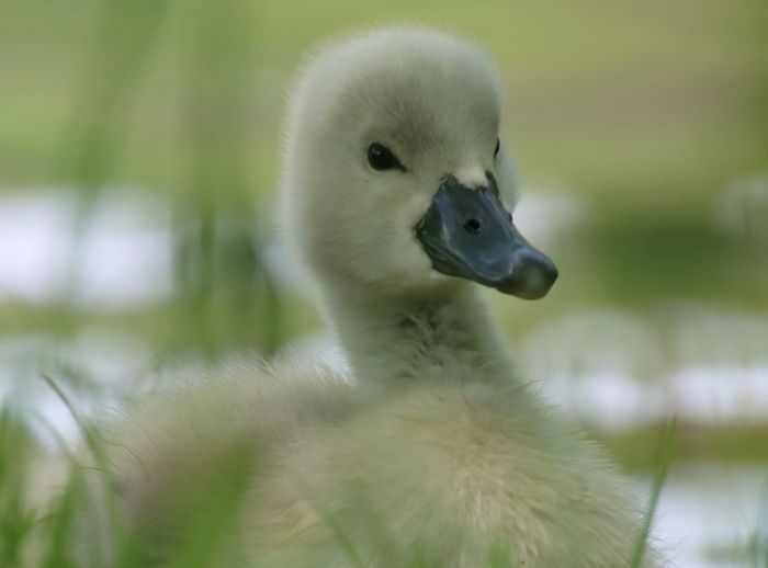 Schwanenjunges