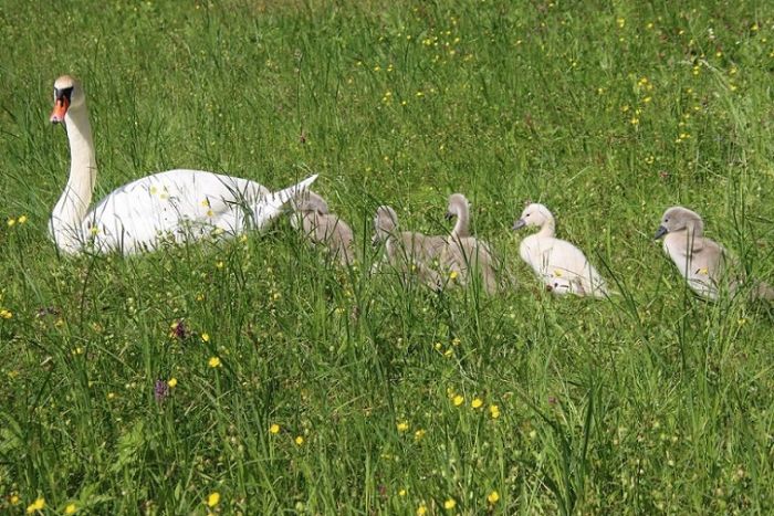Schwäne