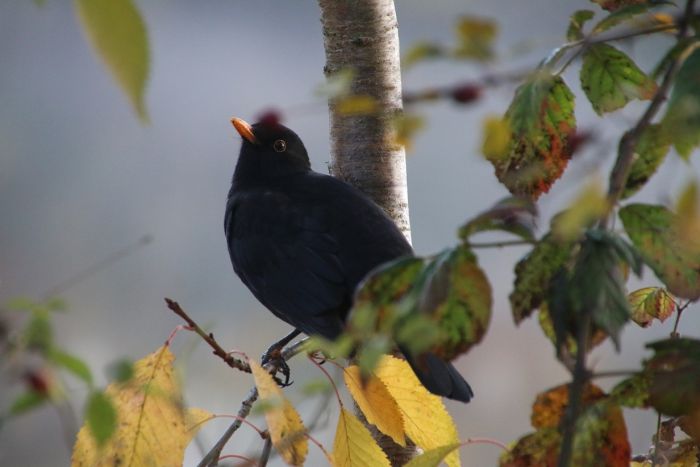 Amsel