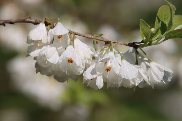 Schneeglöckchenblüten