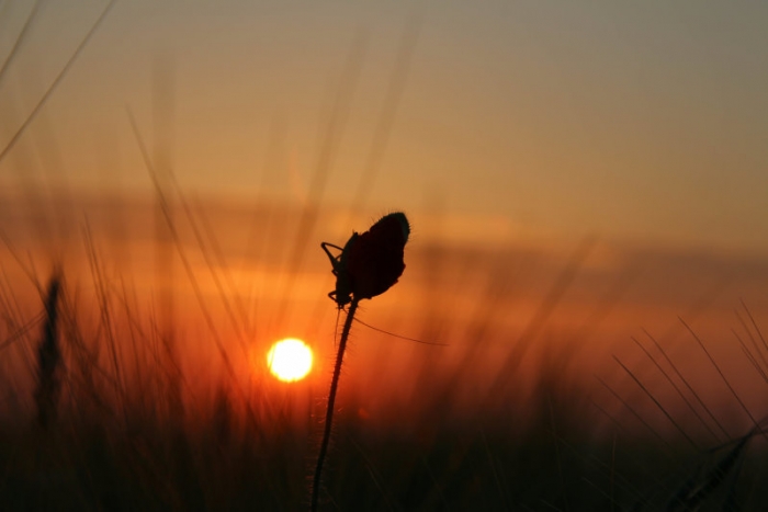 Grashüpfer auf Mohnblume