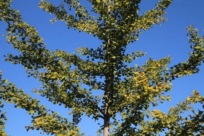 Ginkgo