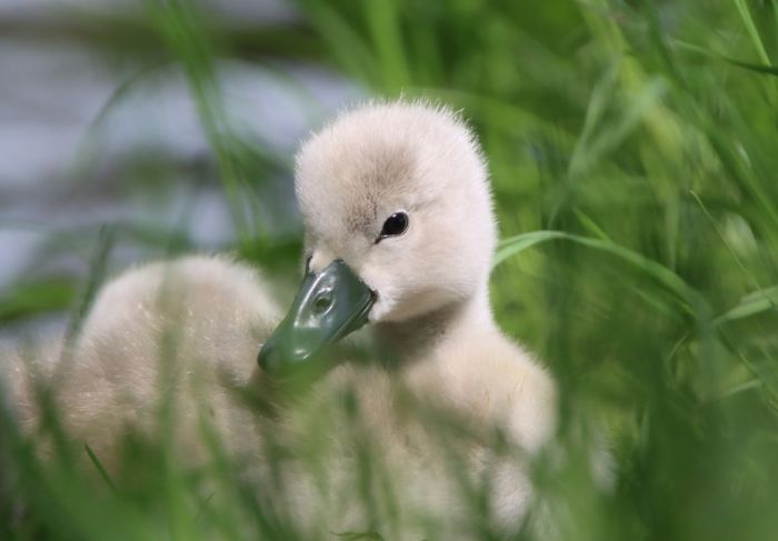 Schwanenjunges