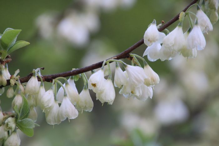 Schneeglöckchenstrauch