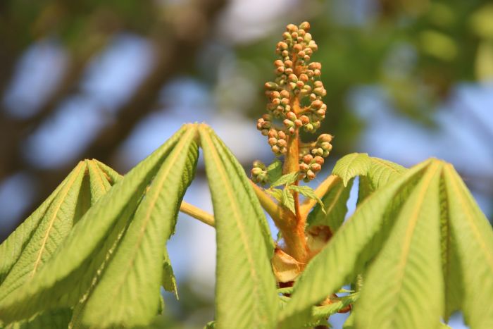 Kastanienblüte