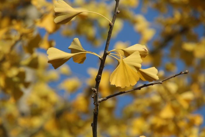 Ginkgo