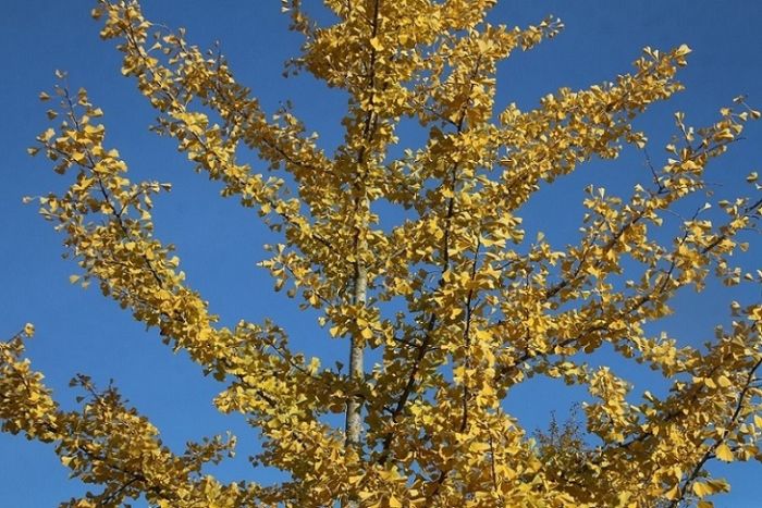 Ginkgo