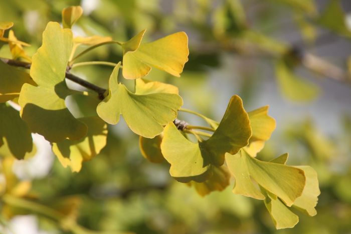Ginkgo