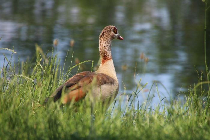 Nilgans