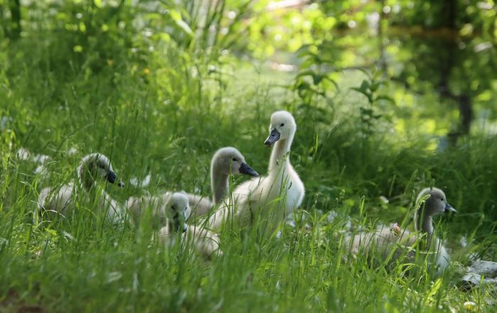 Schwäne