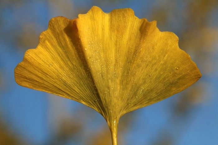 Ginkgo