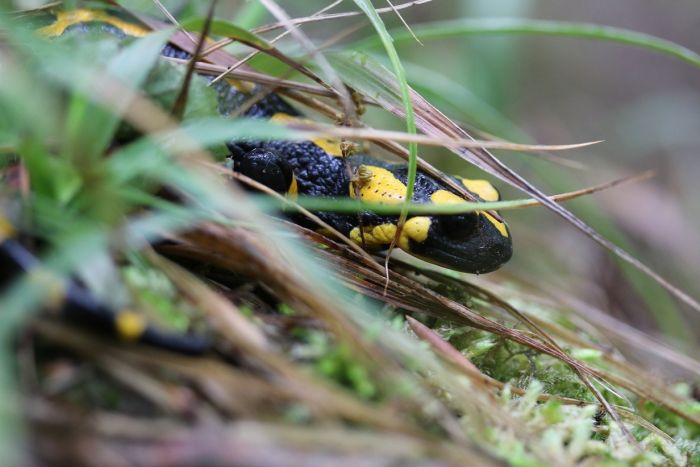 Feuersalamander wieder begegnet