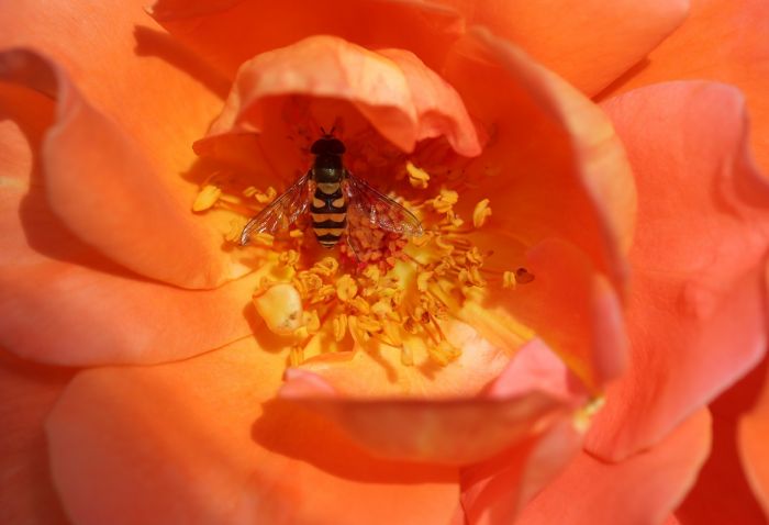 Rose und Schwebfliege